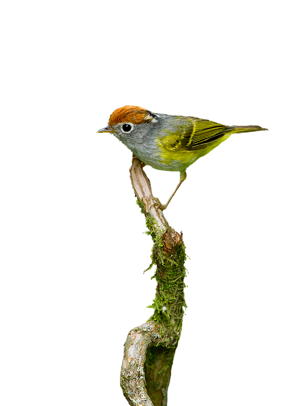 Chestnut-Crowned-warbler